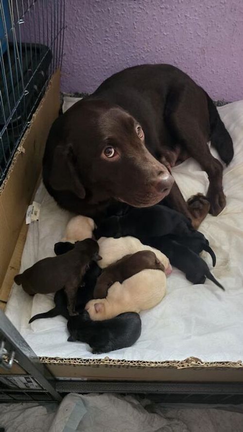 8 Labrador puppies for sale in Dumbarton, Dunbartonshire