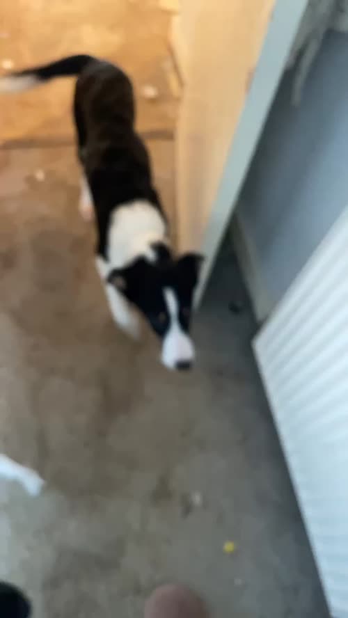 7 month old border collie for sale in Barrhead, East Renfrewshire