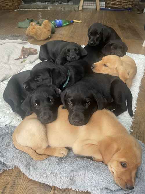 8 week old Black Labrador Puppies (2) for sale in Wilmslow, Cheshire