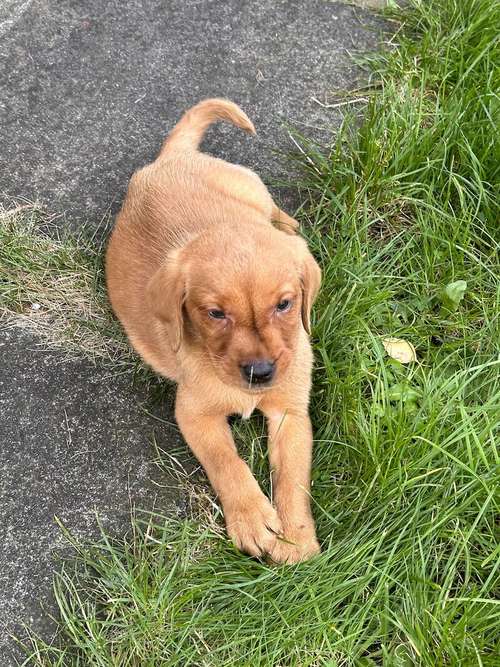 8 week old Fox Red Labrador - Available Now for sale in Darlington, County Durham