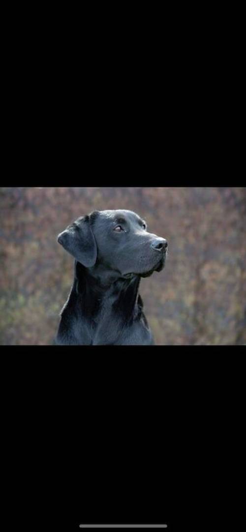 ***8 weeks old Gorgeous Working Labrador Puppies*** for sale in Pentrich, Derbyshire - Image 9