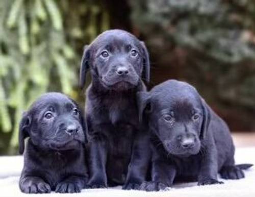 £800 Black Labrador puppies for sale in Willenhall, West Midlands - Image 2