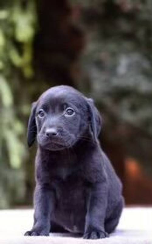 £800 Black Labrador puppies for sale in Willenhall, West Midlands - Image 4