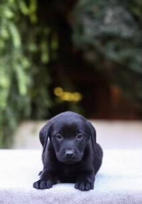 £800 Black Labrador puppies for sale in Willenhall, West Midlands - Image 5