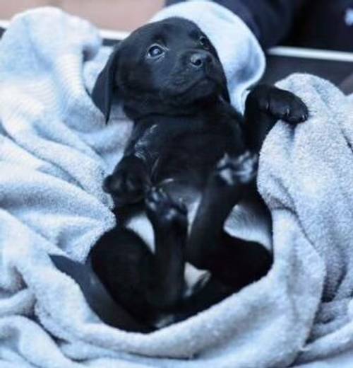 £800 Black Labrador puppies for sale in Willenhall, West Midlands - Image 6