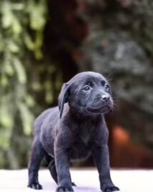 £800 Black Labrador puppies for sale in Willenhall, West Midlands - Image 7