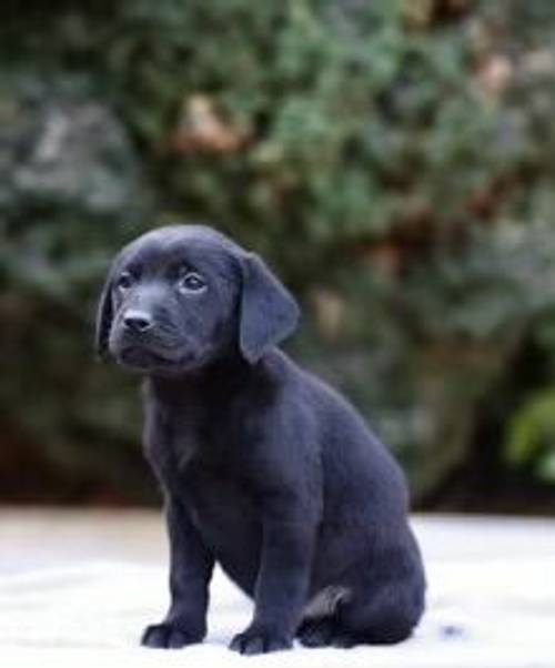 £800 Black Labrador puppies for sale in Willenhall, West Midlands - Image 9