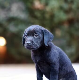 Labrador puppies for store sale stone staffordshire