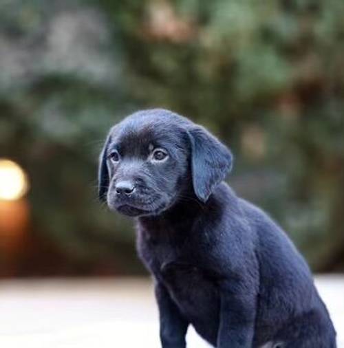 £800 Black Labrador puppies for sale in Willenhall, West Midlands - Image 10