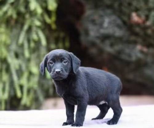 £800 Black Labrador puppies for sale in Willenhall, West Midlands - Image 12