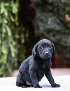 Labrador puppies for store sale stone staffordshire