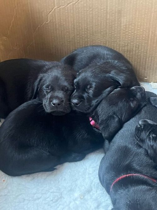 Eight gorgeous black Labrador retriever puppies for sale in Witley, Surrey - Image 6