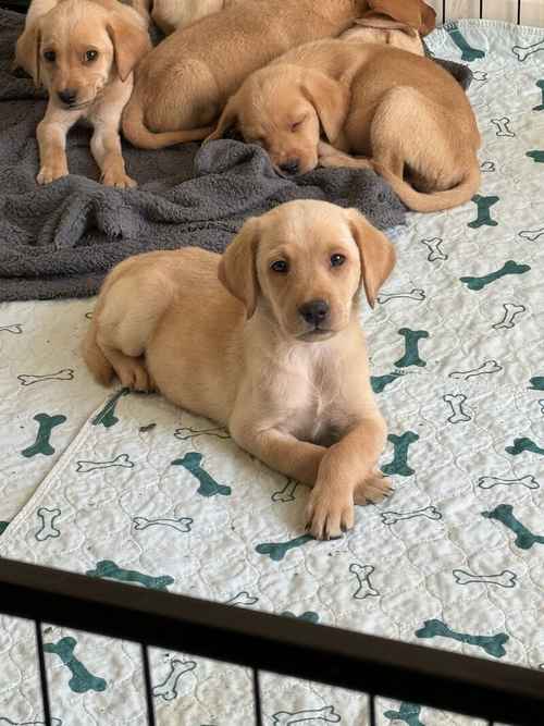 9 adorable Labrador puppies for sale in Horley, Surrey