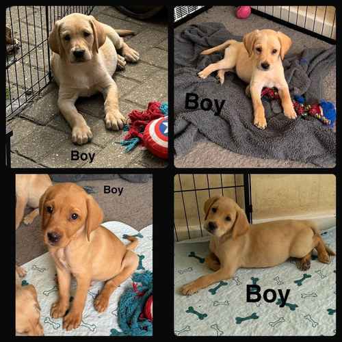 9 adorable Labrador puppies for sale in Horley, Surrey