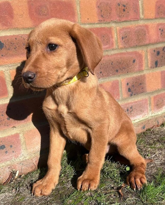 Labrador Retriever puppies for sale in Farnham, Surrey – 9 weeks old