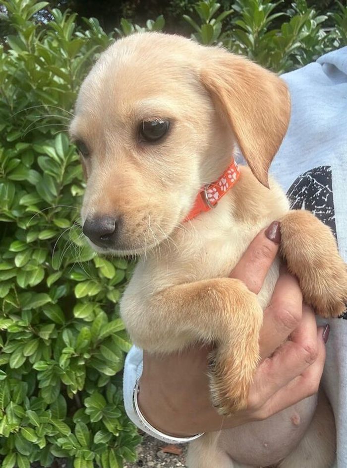 Labrador Retriever puppies for sale in Farnham, Surrey – 10 weeks old - Image 2 of 10
