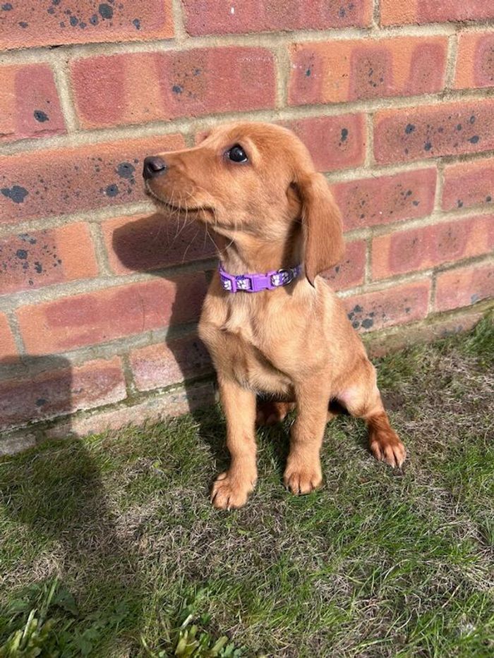 Labrador Retriever puppies for sale in Farnham, Surrey – 10 weeks old - Image 3 of 10