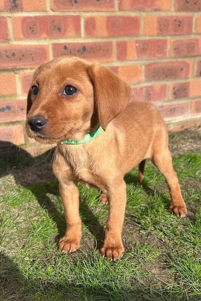 Labrador Retriever puppies for sale in Farnham, Surrey – 10 weeks old - Image 4 of 10