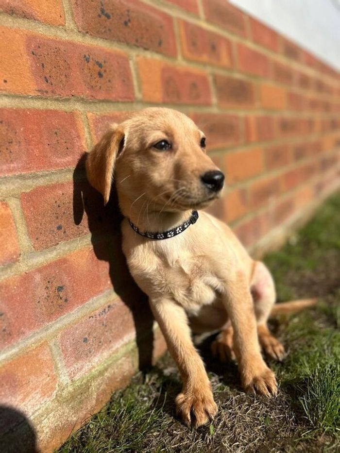 Labrador Retriever puppies for sale in Farnham, Surrey – 10 weeks old - Image 5 of 10