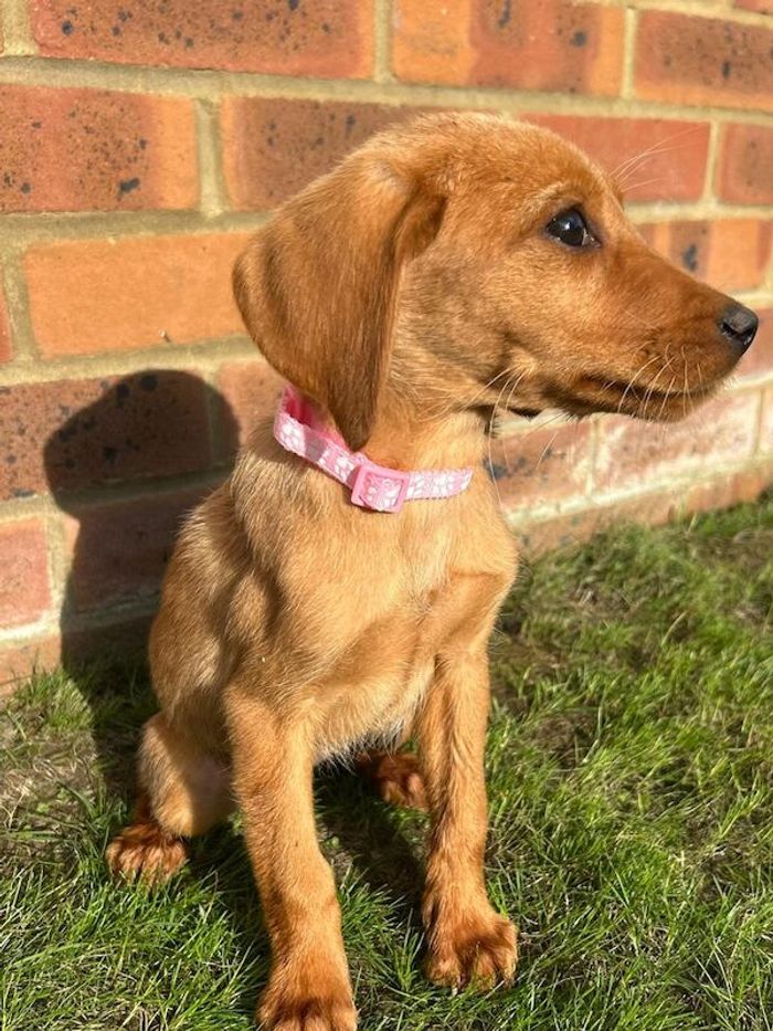 Labrador Retriever puppies for sale in Farnham, Surrey – 10 weeks old - Image 6 of 10