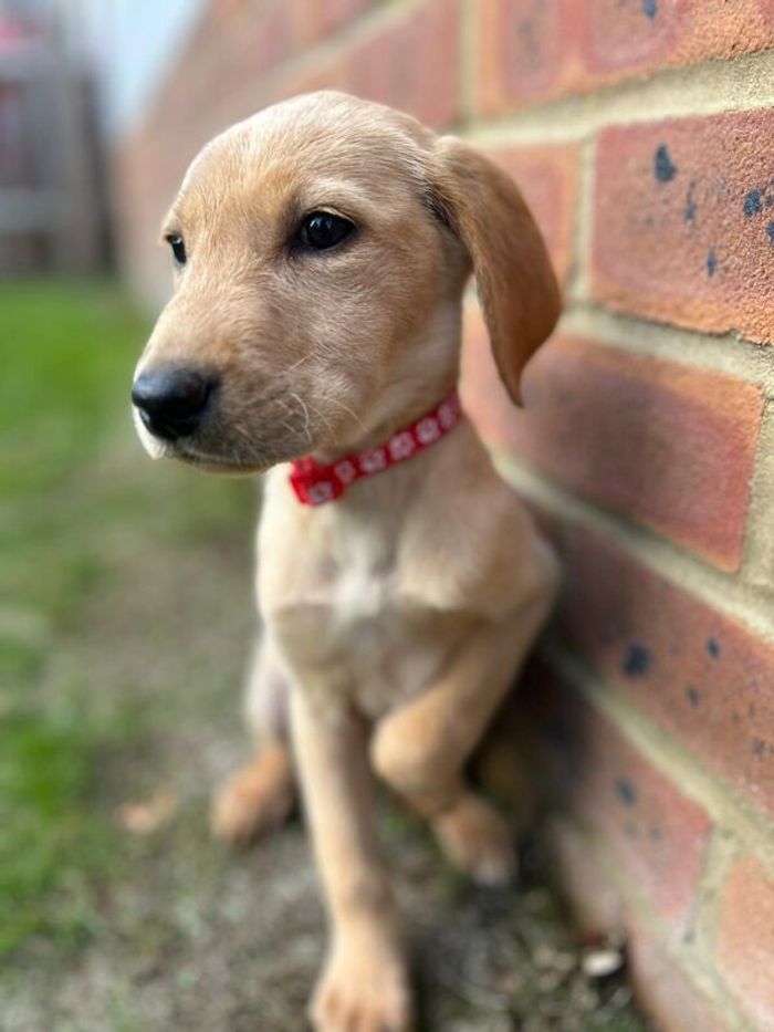 Labrador Retriever puppies for sale in Farnham, Surrey – 10 weeks old - Image 9 of 10