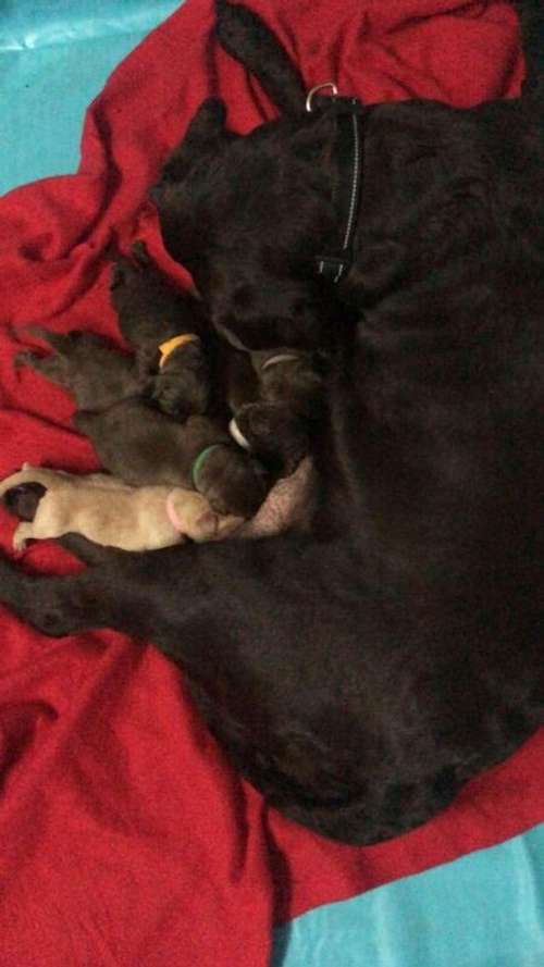 9 BEAUTIFUL LABRADOR PUPPYS FOR SALE in Avonmouth, Bristol