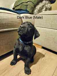 9 beautiful Labrador x Rottweiler (Labrottie) puppies for sale in Hathersage, Derbyshire 