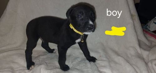 9 gorgeous lurchador puppies looking for there forever homes for sale in Preston, Lancashire