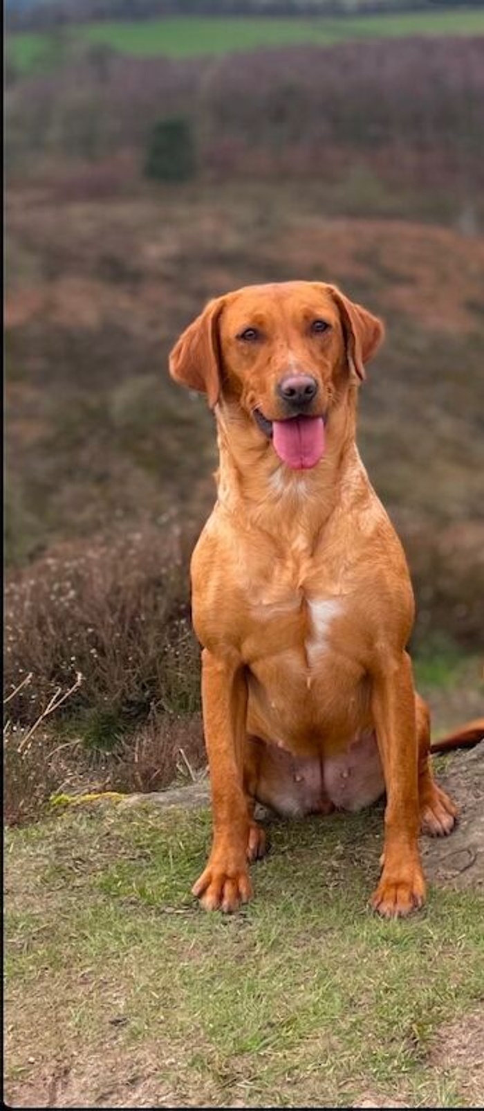 Labrador Retriever puppies for sale in Crewe, Cheshire – KC registered, 5 weeks old