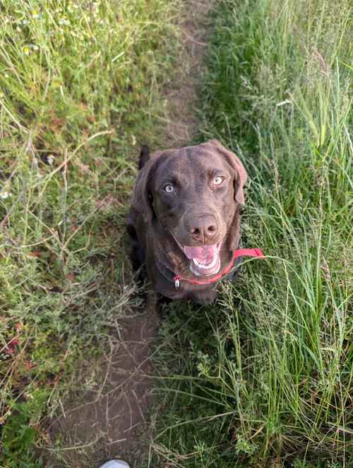 9 month old male Chocolate Labrador for sale in Grimsby, Lincolnshire