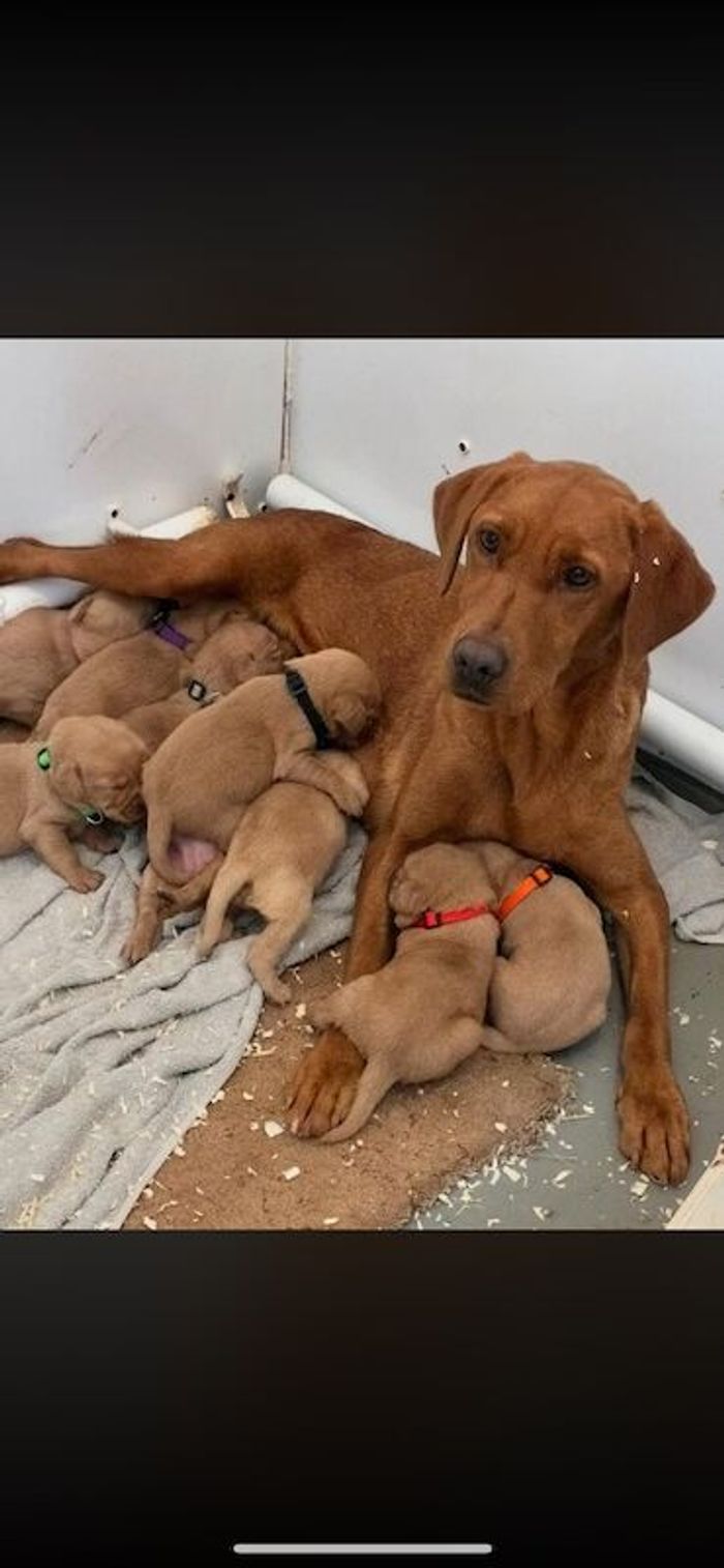 Labrador Retriever puppies for sale in Ely, Cambridgeshire – KC registered, 9 weeks old
