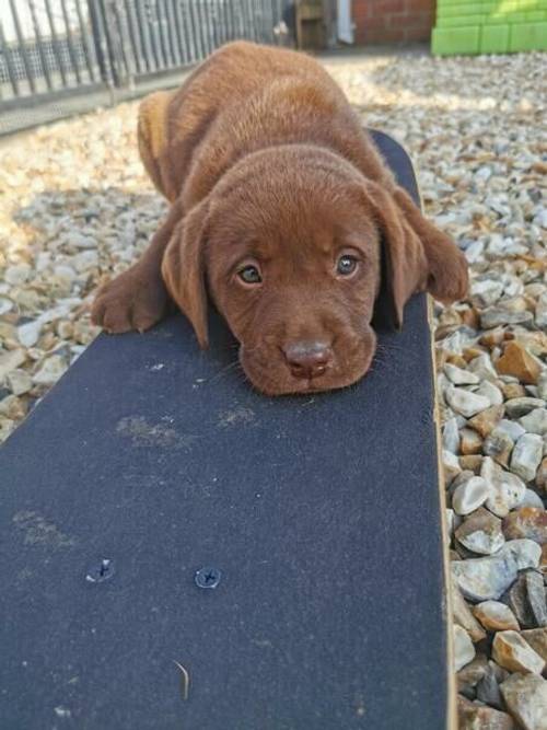 Beautiful Chunky Chocolate Labrador puppies for sale in Cwmifor, Carmarthenshire - Image 1