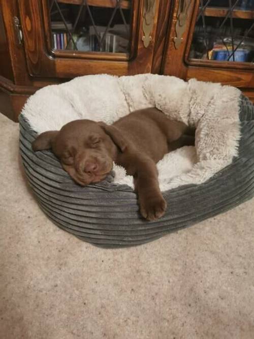 Beautiful Chunky Chocolate Labrador puppies for sale in Cwmifor, Carmarthenshire - Image 2