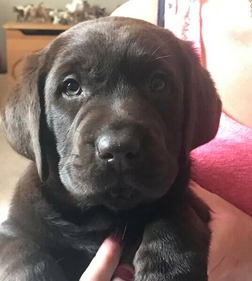 Beautiful Chunky Chocolate Labrador puppies for sale in Cwmifor, Carmarthenshire - Image 5