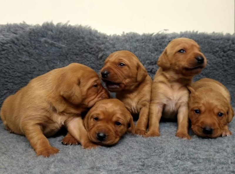 Say Hello To Your Future Dream Red Fox Labrador For Sale in Nottingham