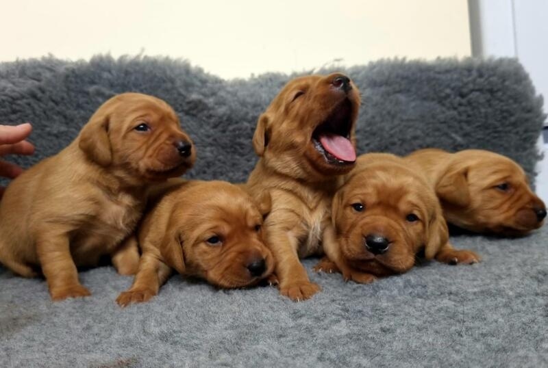 Say Hello To Your Future Dream Red Fox Labrador For Sale in Nottingham