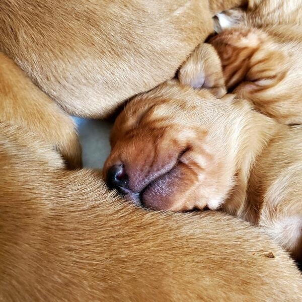 Say Hello To Your Future Dream Red Fox Labrador For Sale in Nottingham