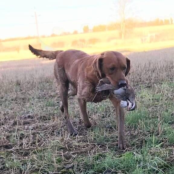Say Hello To Your Future Dream Red Fox Labrador For Sale in Nottingham