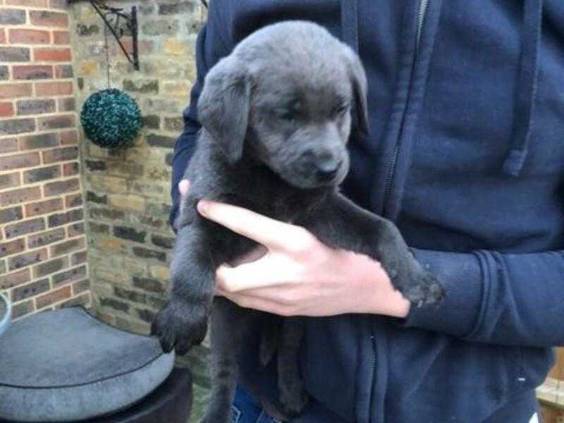 Labrador Puppies For Sale Silver / Charcoal For Sale in Sheerness, Kent