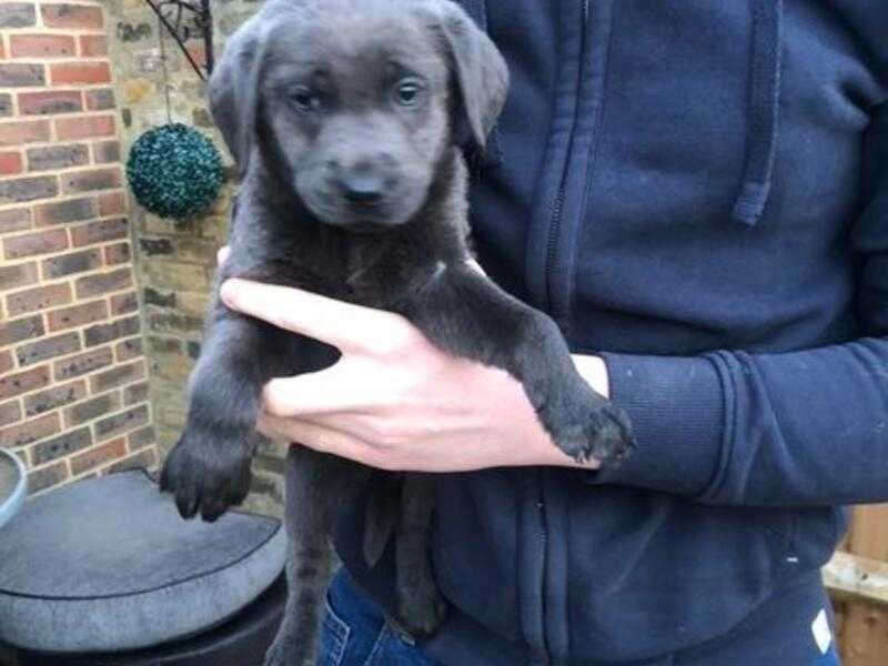Labrador Puppies For Sale Silver / Charcoal For Sale in Sheerness, Kent