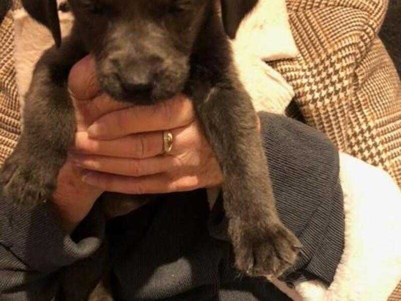 Labrador Puppies For Sale Silver / Charcoal For Sale in Sheerness, Kent