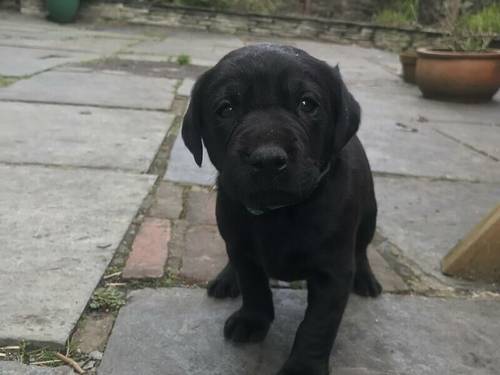 BEAUTIFUL Pedigree Black Labrador Retriever puppies for sale in Plymouth, Devon - Image 2