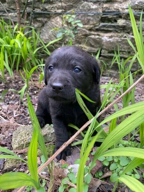 BEAUTIFUL Pedigree Black Labrador Retriever puppies for sale in Plymouth, Devon - Image 4