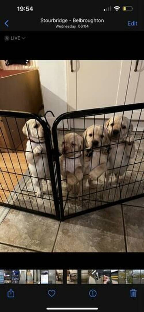 4 BEAUTIFUL GOLDEN BOYS AND 1 CHOCOLATE GIRL LABRADOR for sale in Stourbridge, West Midlands - Image 1