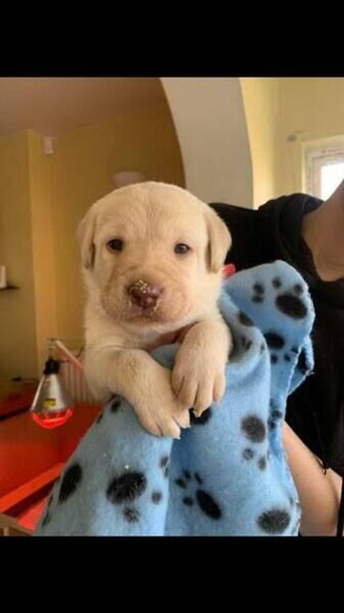 4 BEAUTIFUL GOLDEN BOYS AND 1 CHOCOLATE GIRL LABRADOR for sale in Stourbridge, West Midlands - Image 2