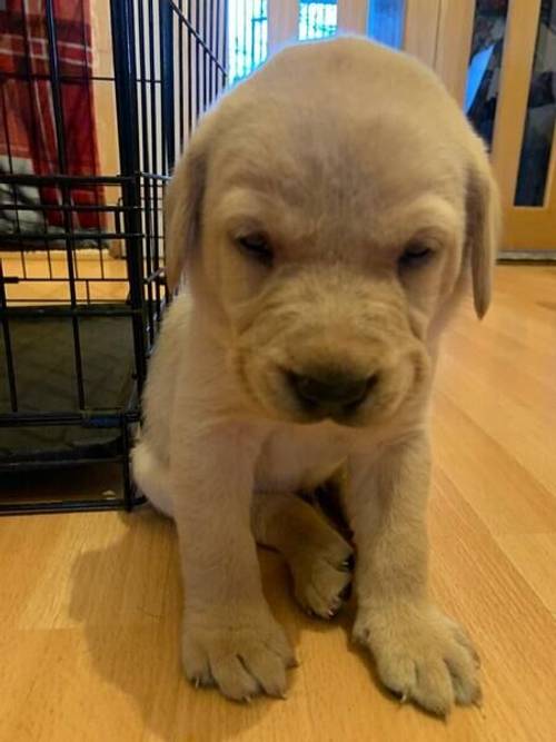 4 BEAUTIFUL GOLDEN BOYS AND 1 CHOCOLATE GIRL LABRADOR for sale in Stourbridge, West Midlands - Image 3