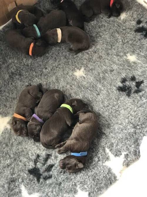 Beautiful chocolate Labrador puppies for sale KC registered for sale in Parbold, Lancashire - Image 2