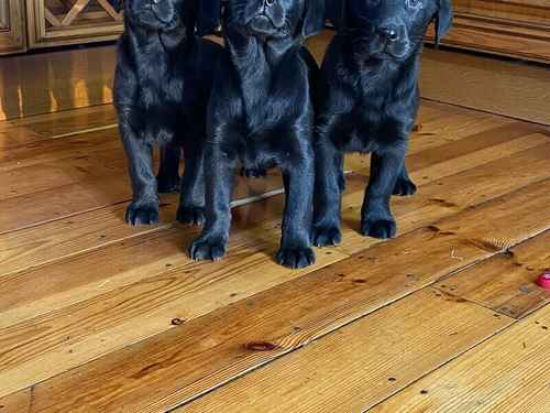 Labrador puppies for sale in Dodleston, Cheshire - Image 1