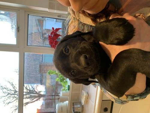 Black Labrador Puppies Show Type for sale in Bishop's Hull, Somerset - Image 4