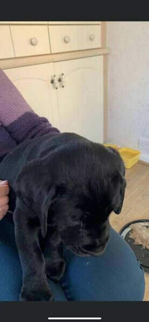 Black Labrador Puppies Show Type for sale in Bishop's Hull, Somerset - Image 5